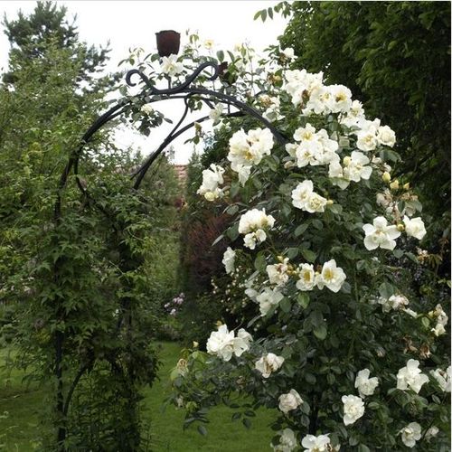 Biały, kremowy z żółtymi pylnikami - Róże pienne - z drobnymi kwiatami - korona zwisająca